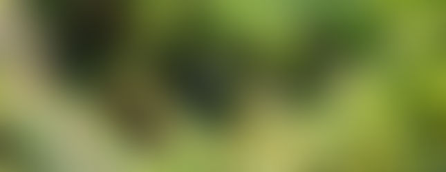 Dan limpieza a arroyos de Poza Rica.