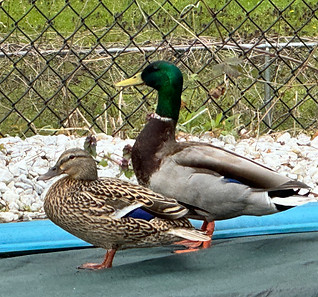 Ducks in the pool area