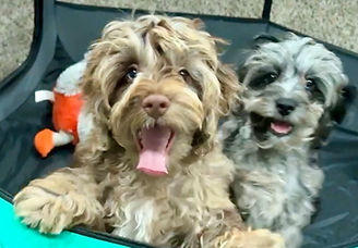 Murphy and Abby