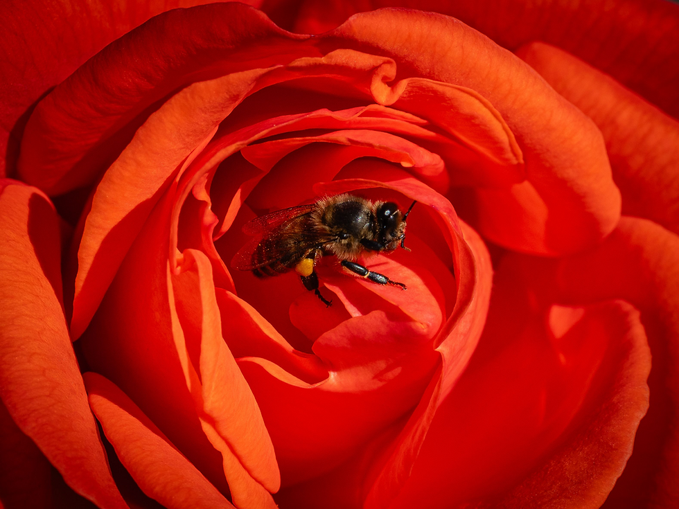 A red rose and a bee