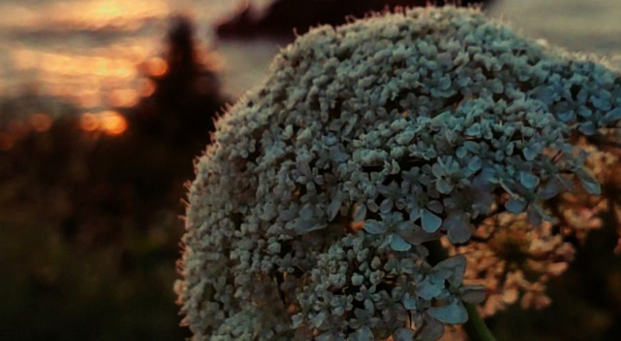A white flower, behind it is a beautiful sunset by the beach