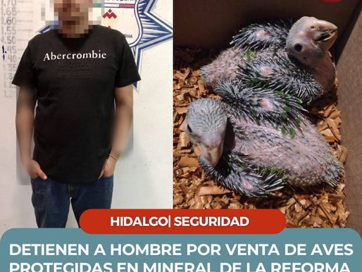🚨 DETIENEN A HOMBRE POR VENTA DE AVES PROTEGIDAS EN MINERAL DE LA REFORMA