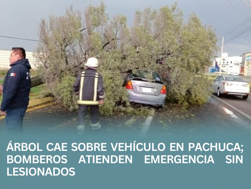 ÁRBOL CAE SOBRE VEHÍCULO EN PACHUCA; BOMBEROS ATIENDEN EMERGENCIA SIN LESIONADOS