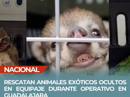 🦜🚨 RESCATAN ANIMALES EXÓTICOS OCULTOS EN EQUIPAJE DURANTE OPERATIVO EN GUADALAJARA