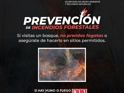 El bosque es vida, protegerlo es una tarea conjunta 🤲🏼🌲