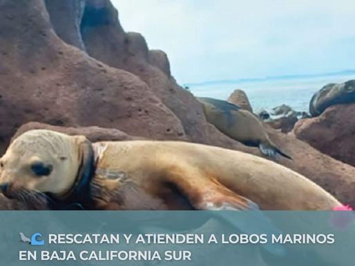 RESCATAN Y ATIENDEN A LOBOS MARINOS EN BAJA CALIFORNIA SUR
