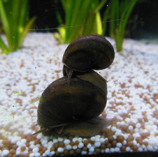 Sumpfdeckelschnecke