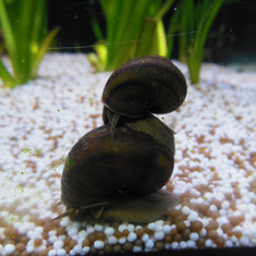Sumpfdeckelschnecke
