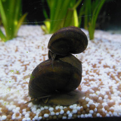 Sumpfdeckelschnecke