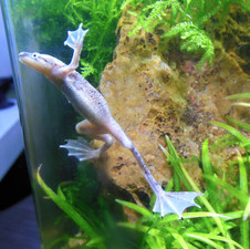 Zwergkrallenfrosch