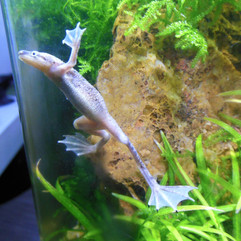 Zwergkrallenfrosch