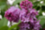 lilacs.jpg