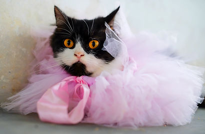 Closeup of a cute cat wearing a pink skirt with ribbons.jpg