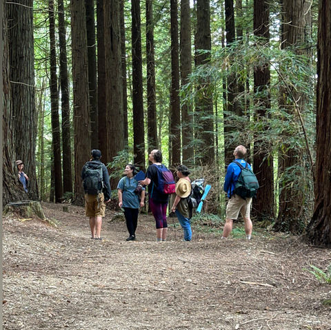Guided nature therapy group walking through forest trails in Essex