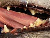 grade 1 canine dental disease.JPG