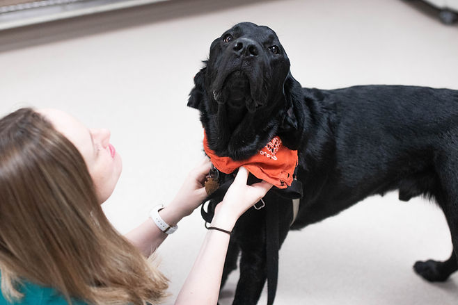a black lab patient is sniffing into the air looking for treats during its vet visit