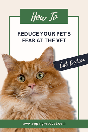 How to Reduce Your Cat's Fear at the Vet