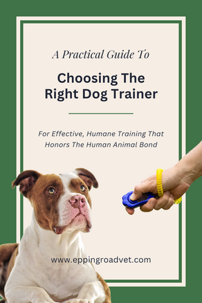 A Practical Guide to Choosing the Right Dog Trainer
