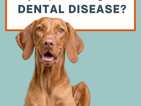 Is Your Pet Suffering From Dental Disease?