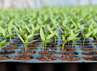 CHILLI SEED LANDING PAGE resized.jpg