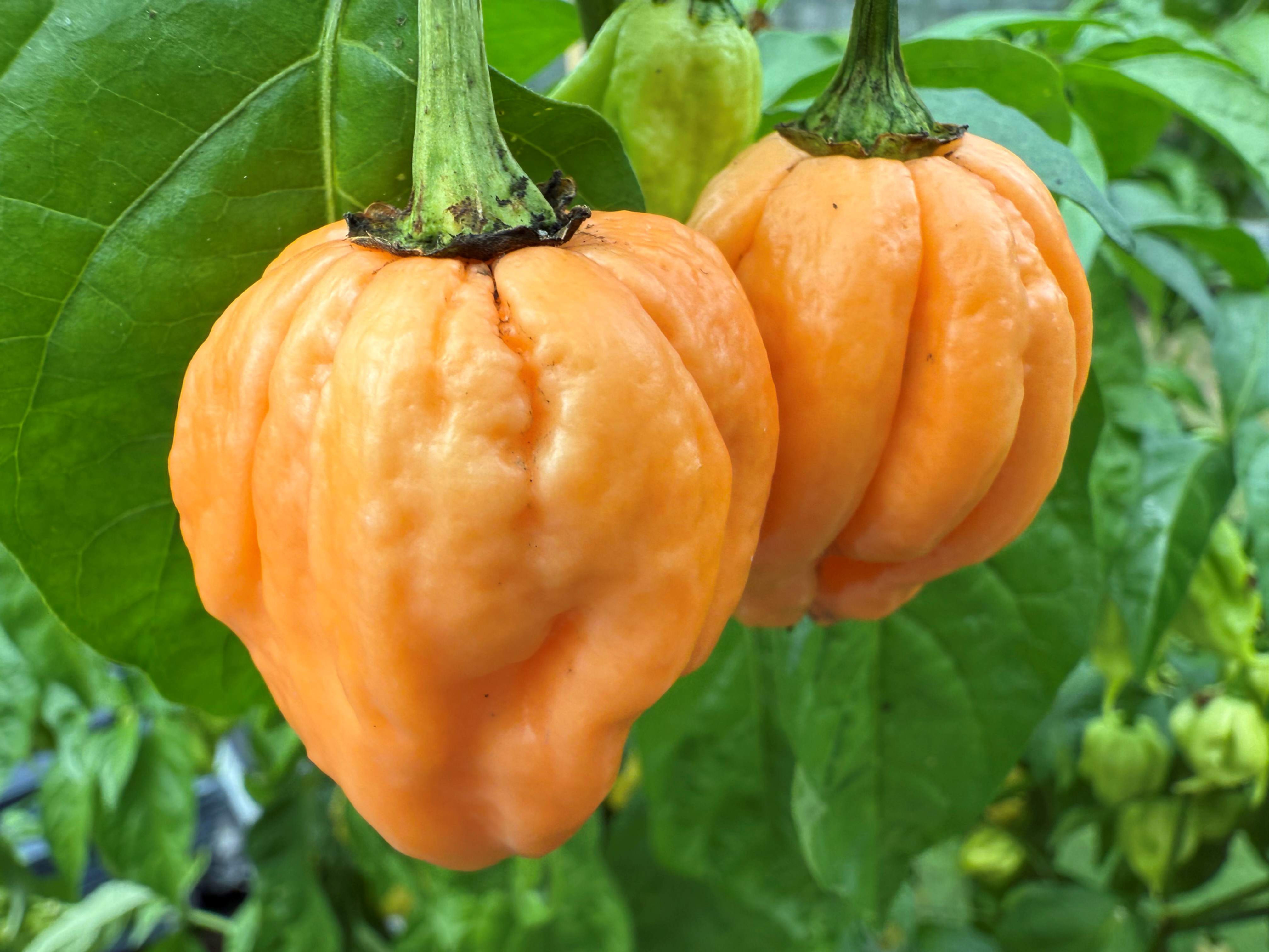 7 Pot Pink Pre-Order Plant