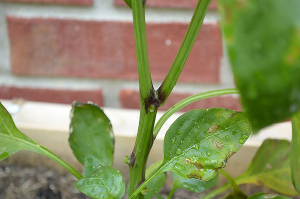 A chilli pepper being prepared for overwintering.