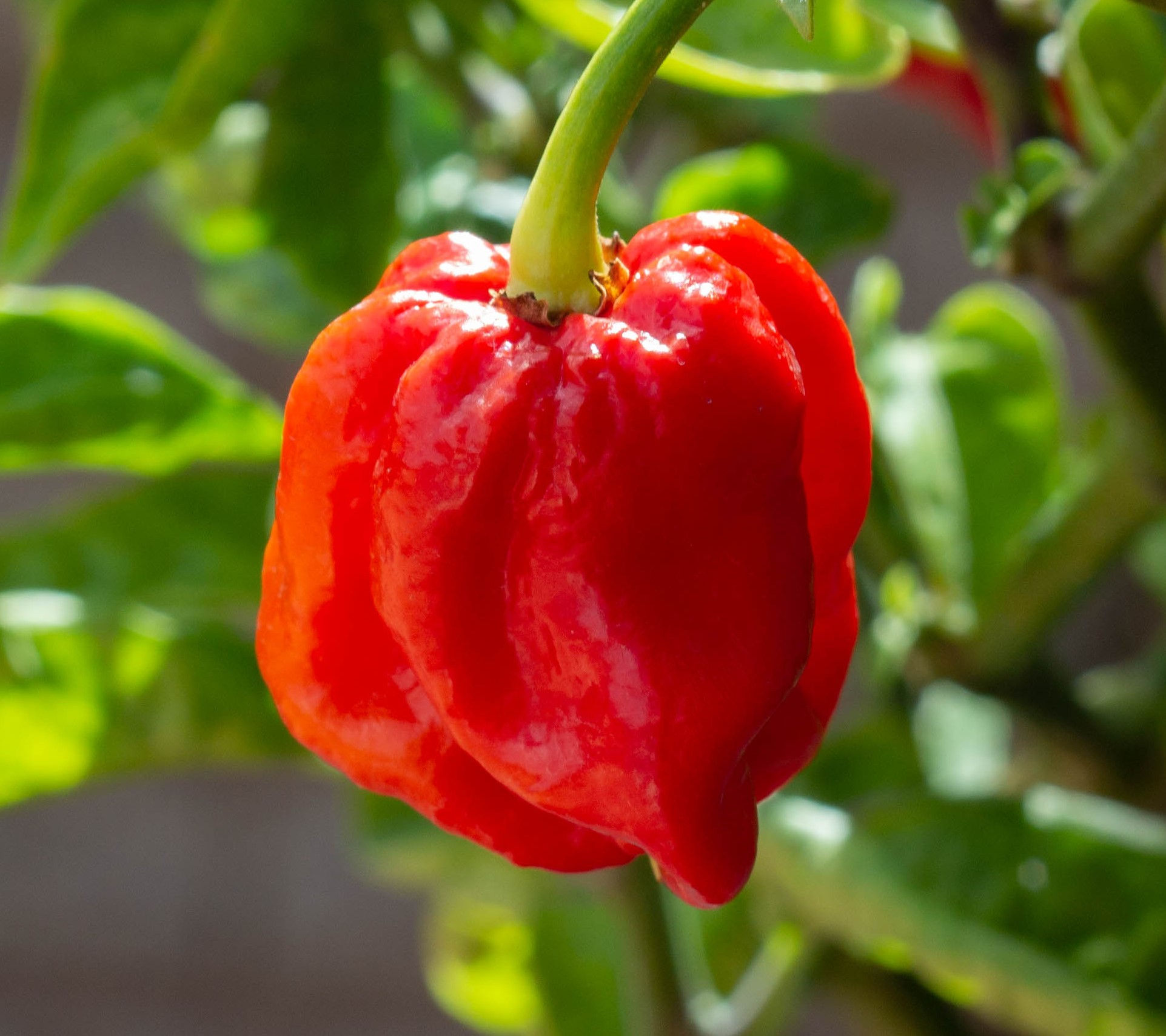 Armageddon Chilli Seeds