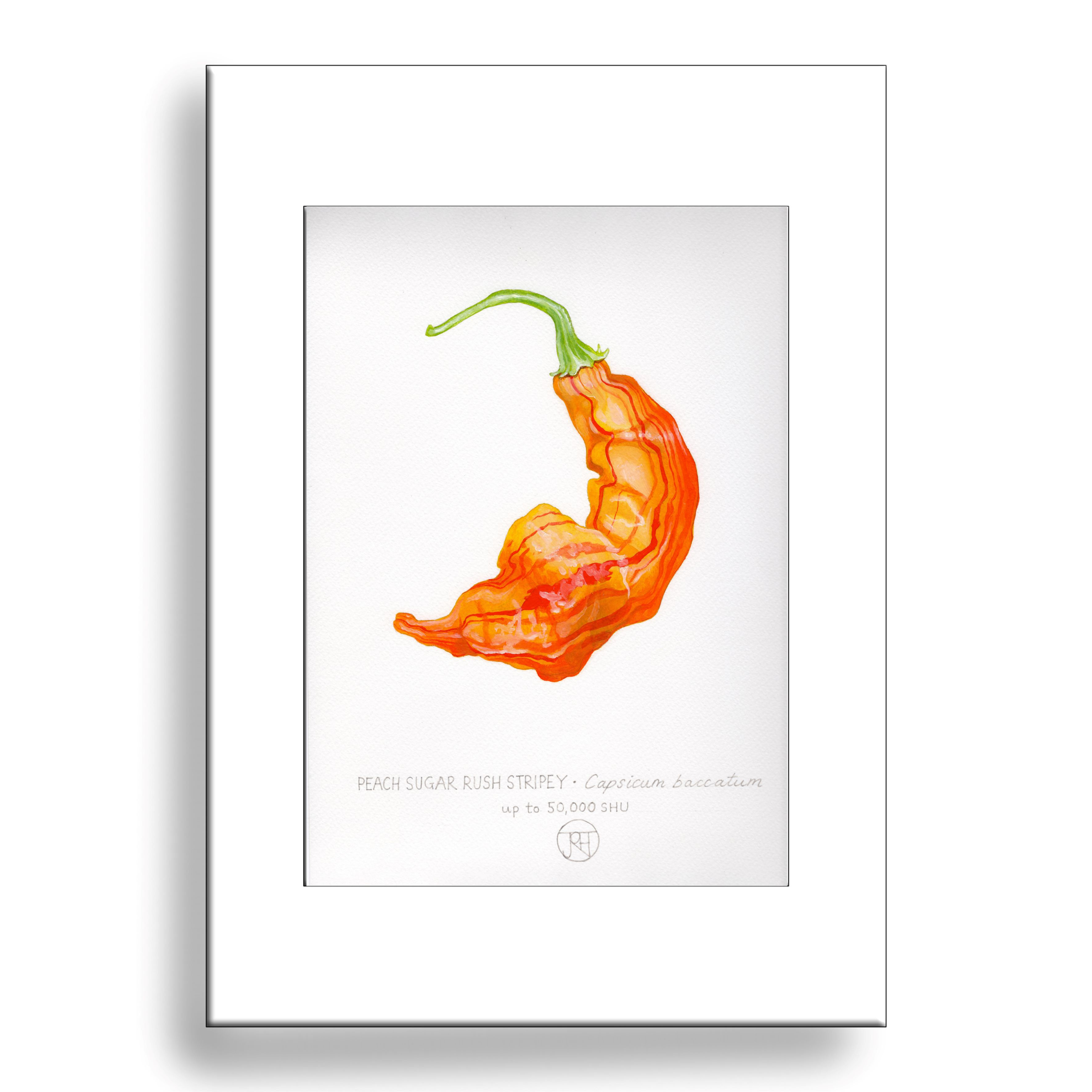 Sugar Rush Peach Stripey Chilli A4 print