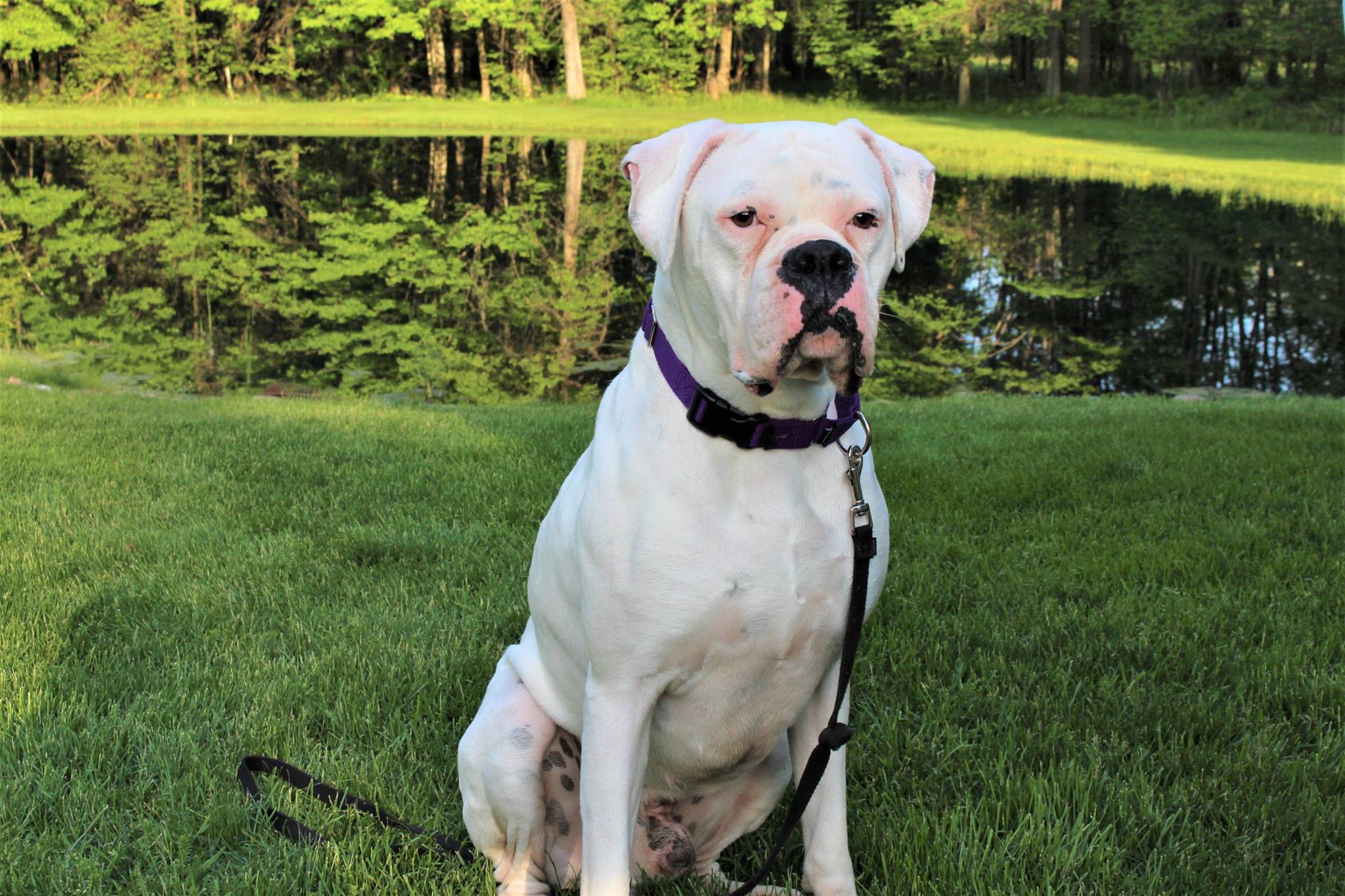 Tips For Pancreatitis Advice From A Boxer Parent