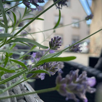 WhatsApp Image 2022-06-29 at 17.29.55.jpeg