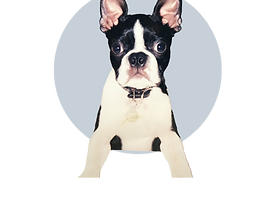 Untitled design (7).png