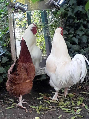 Aidez les poules !!!