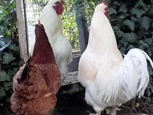 Aidez les poules !!!