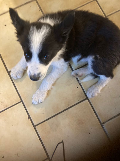 Elevage Professionnel du Mas André, chiot border collie à vendre Occitanie,  chiot border collie à vendre Avignon, chiot border collie à vendre Alès,  chiot border collie à vendre Montpellier, chiot border collie à vendre Languedoc Roussillon 