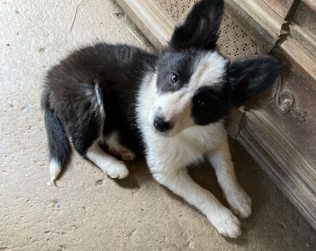 Elevage Professionnel du Mas André, chiot border collie à vendre Occitanie,  chiot border collie à vendre Avignon, chiot border collie à vendre Alès,  chiot border collie à vendre Montpellier, chiot border collie à vendre Languedoc Roussillon 