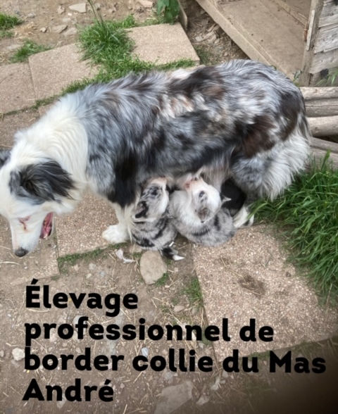 Elevage Professionnel du Mas André, chiot border collie à vendre Occitanie,  chiot border collie à vendre Avignon, chiot border collie à vendre Alès,  chiot border collie à vendre Montpellier, chiot border collie à vendre Languedoc Roussillon 