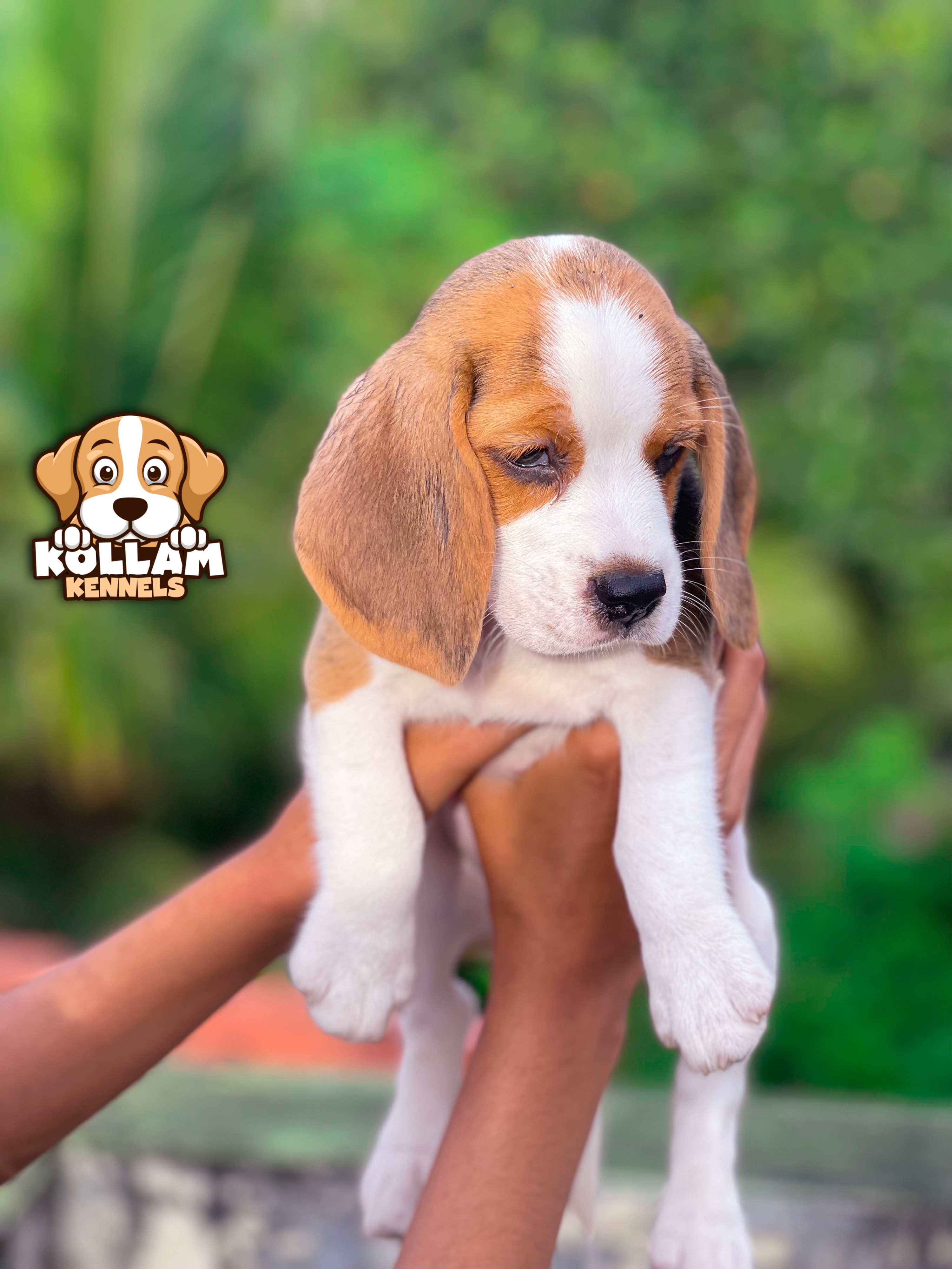 High Quality Beagle Puppies