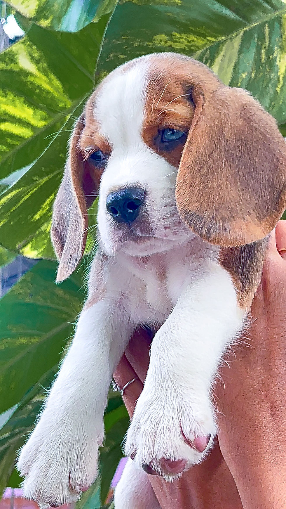 Thumbnail: High Quality Beagle Puppies