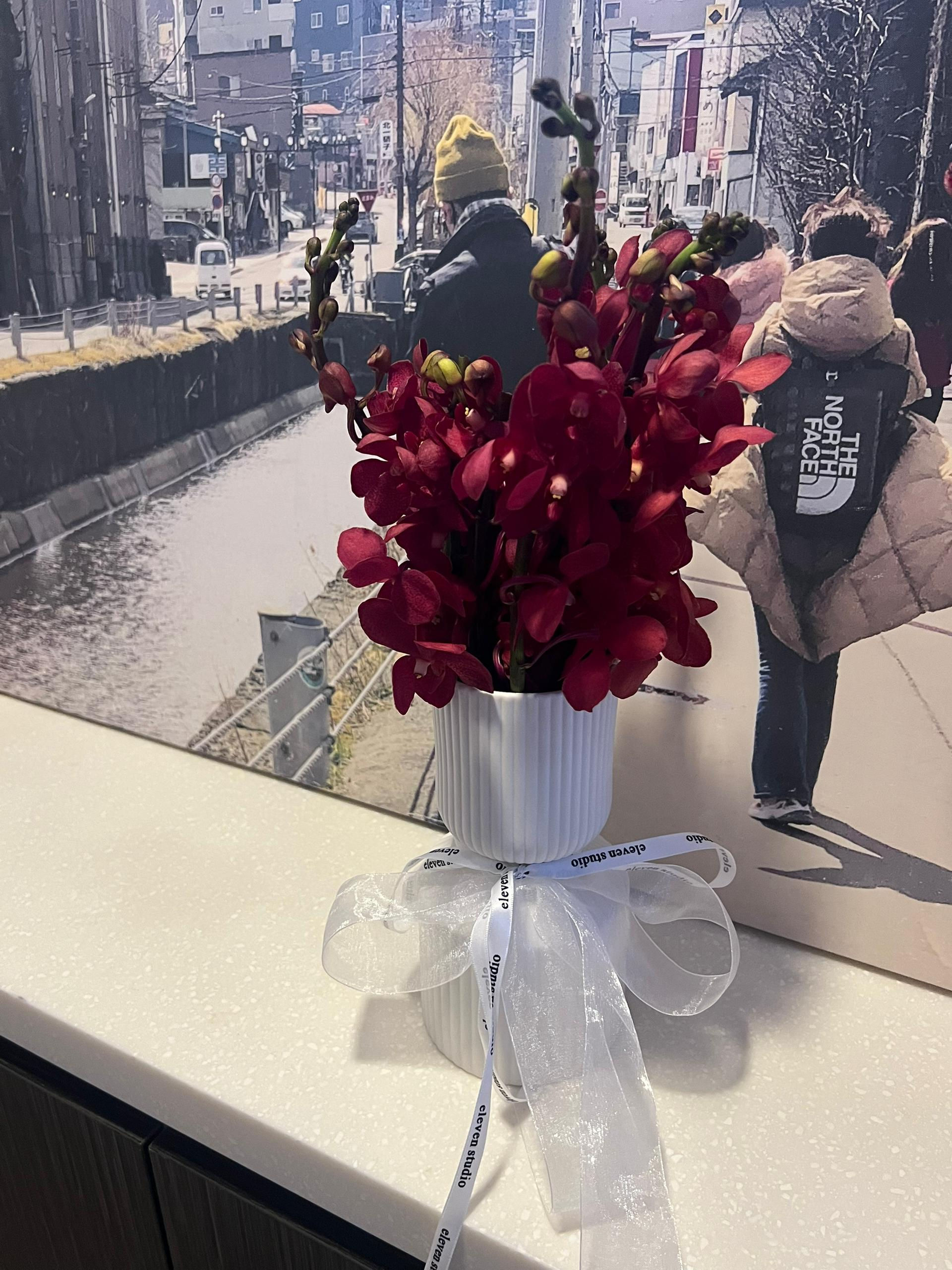 Burgundy Blooming - Maroon Red Orchids in Vase