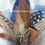 Thumbnail: Feather brooch  with navy and baby blue