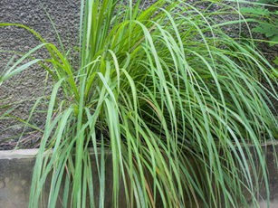 La citronnelle : une herbe médicinale aux usages variés