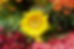 018_mum festival 2012.jpg