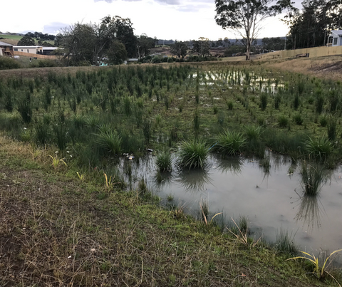 Bioretention Basin