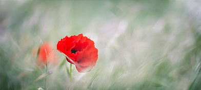 bandeau coquelicot.jpg