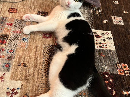 猫のほたるちゃんと初めましての日🐱