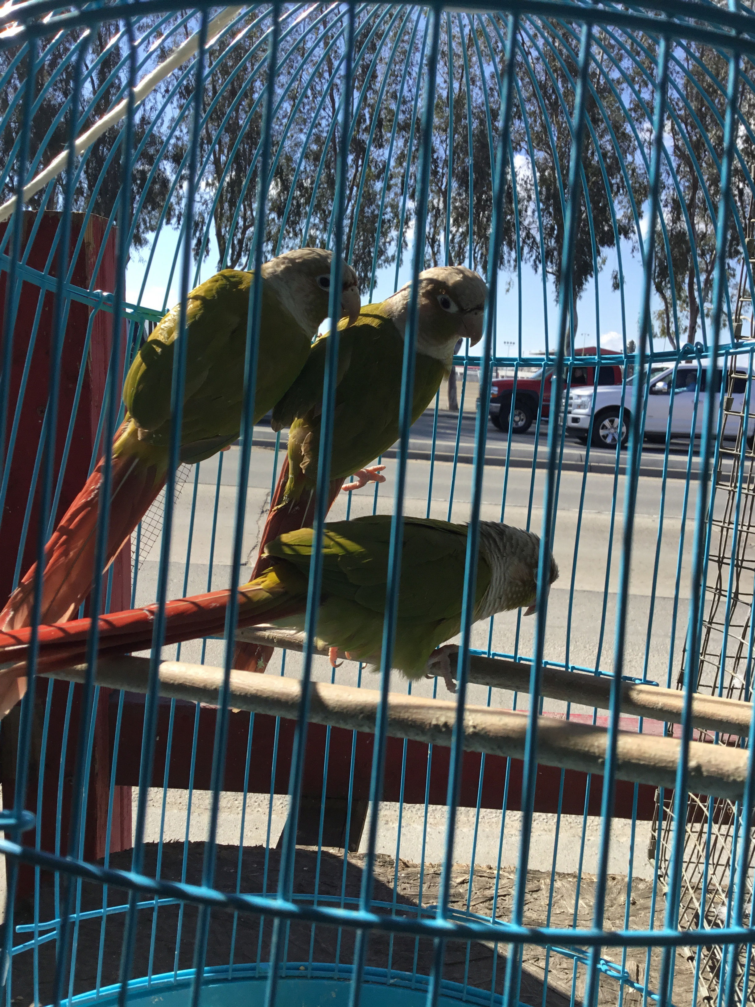 Pineapple green cheek conures