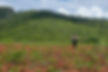 Gestão do Uso da Biodiversidade