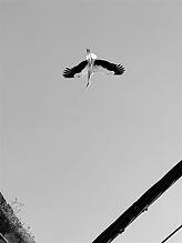 IMG_2722_edited.jpg