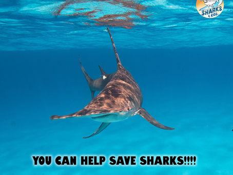 5 Ways YOU Can Save Sharks