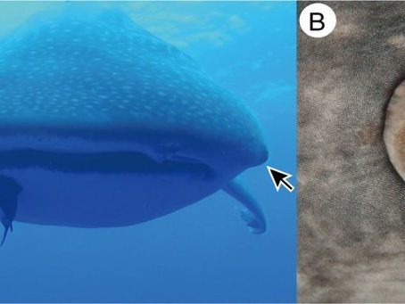 Whale Sharks Have Tiny "teeth" Around Their Eyes
